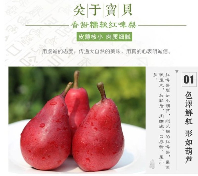 红啤梨树苗正宗嫁接苗保证成活率保证品种