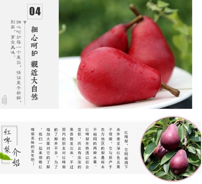 红啤梨树苗正宗嫁接苗保证成活率保证品种