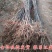 红啤梨树苗正宗嫁接苗保证成活率保证品种