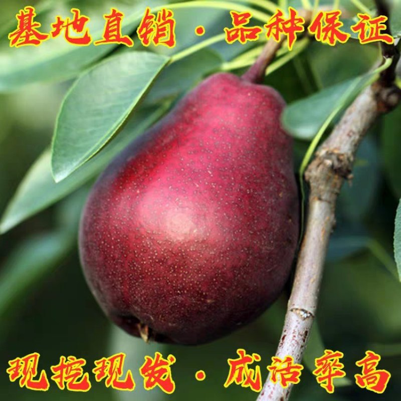 红啤梨树苗正宗嫁接苗保证成活率保证品种