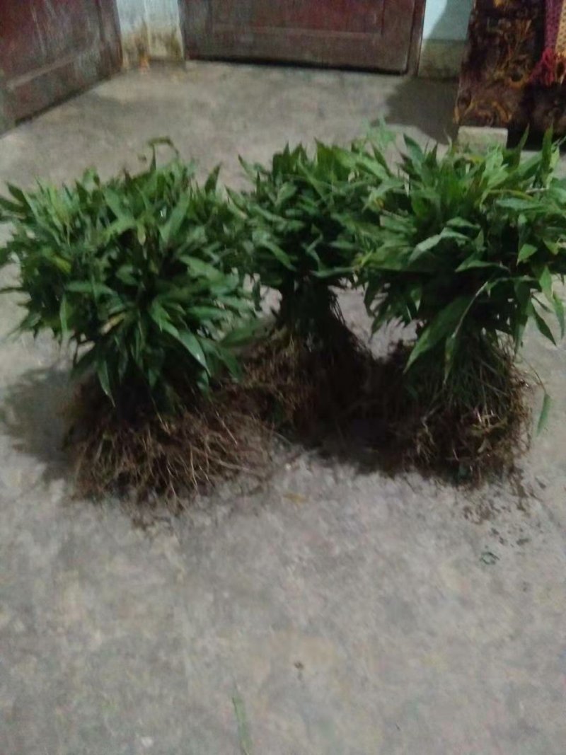 竹苗，刺竹苗30公分的裸苗