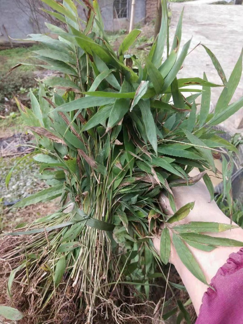 竹苗，刺竹苗30公分的裸苗