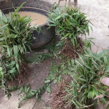 竹苗，刺竹苗30公分的裸苗