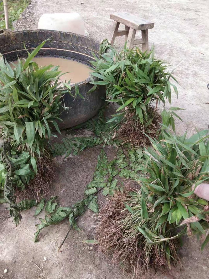 竹苗，刺竹苗30公分的裸苗
