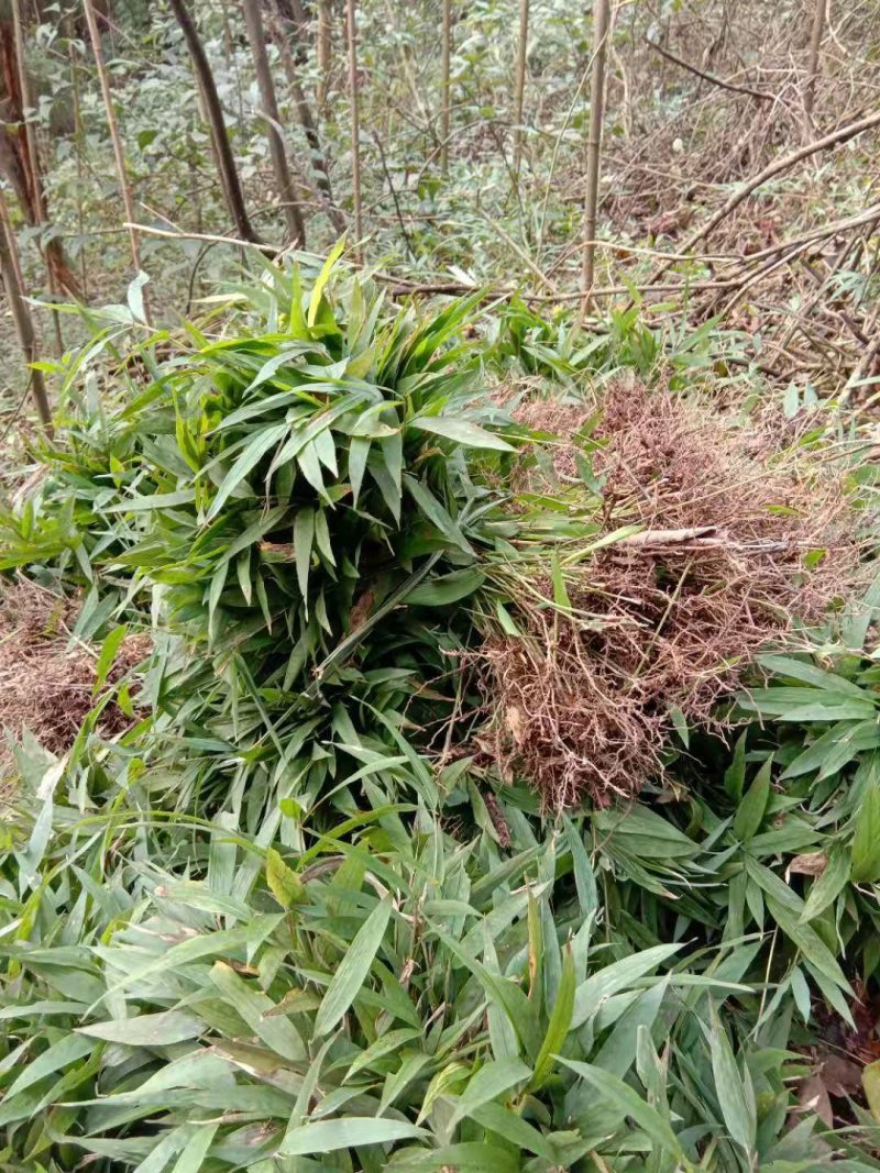 竹苗，刺竹苗30公分的裸苗