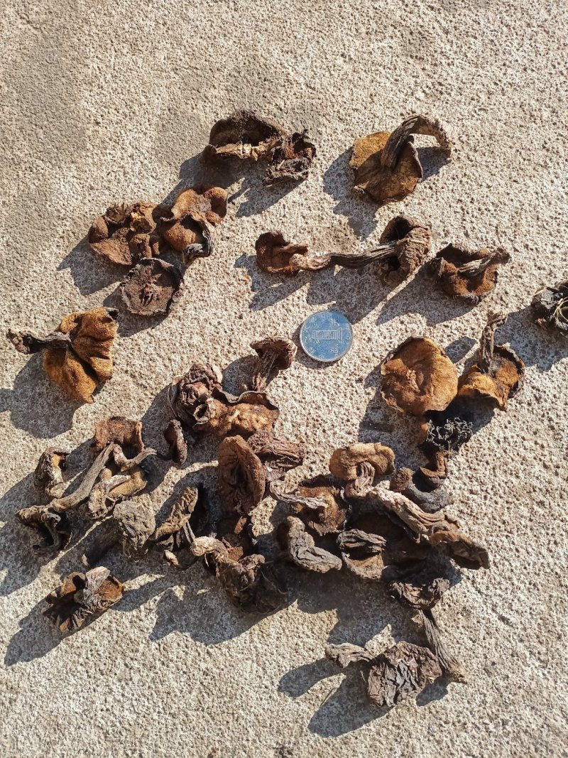 松蘑二级无杂质味道浓郁产地直发，质量保证欢迎来电！