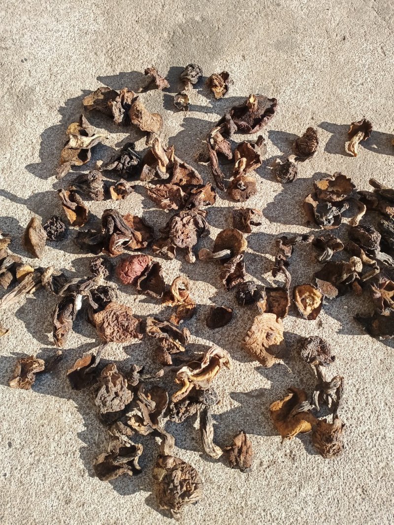 松蘑二级无杂质味道浓郁产地直发，质量保证欢迎来电！