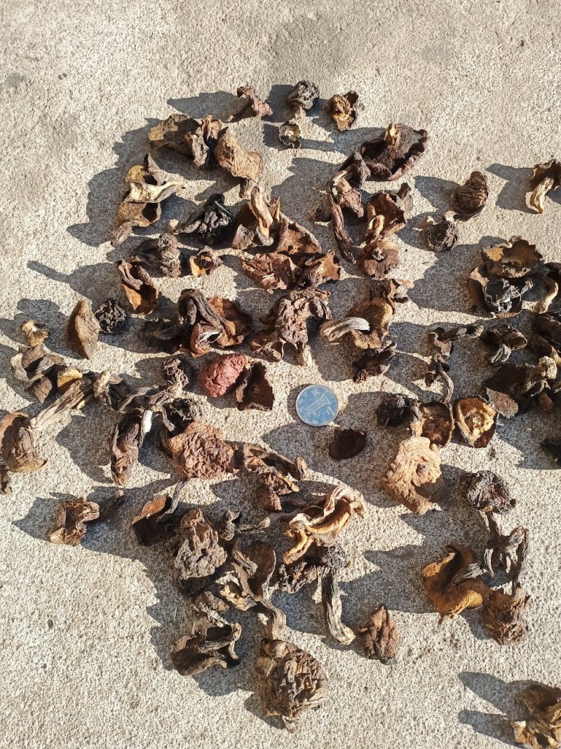 松蘑二级无杂质味道浓郁产地直发，质量保证欢迎来电！