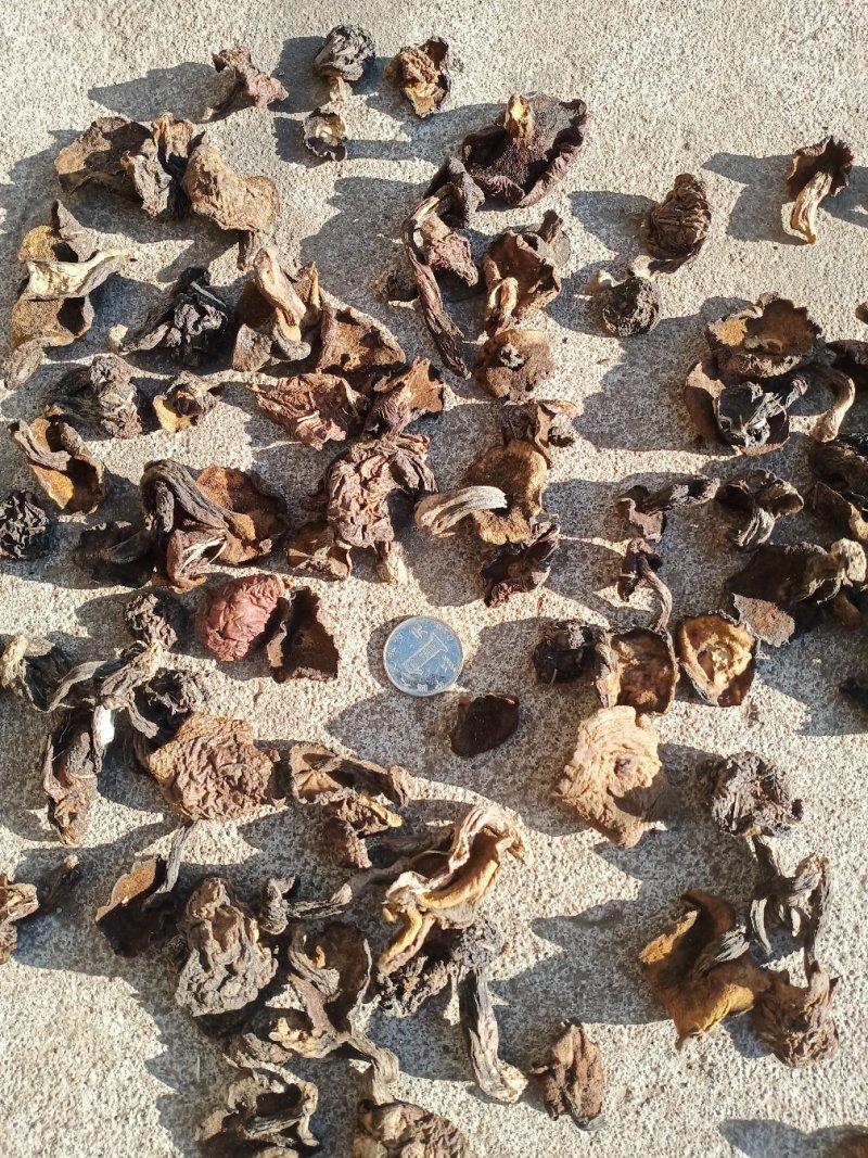 松蘑二级无杂质味道浓郁产地直发，质量保证欢迎来电！