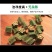 秋葵果干，秋葵干，泡茶，养胃