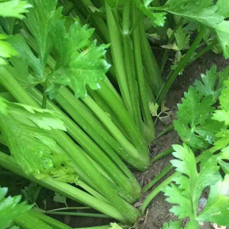 绿抗高产西芹生长旺盛植株高大整齐一致抗病性强200克