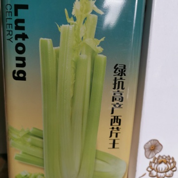 绿抗高产西芹生长旺盛植株高大整齐一致抗病性强200克