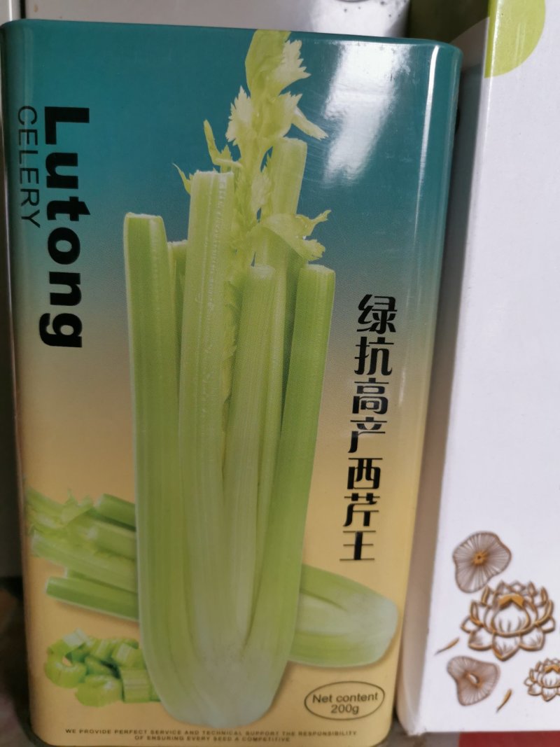 绿抗高产西芹生长旺盛植株高大整齐一致抗病性强200克