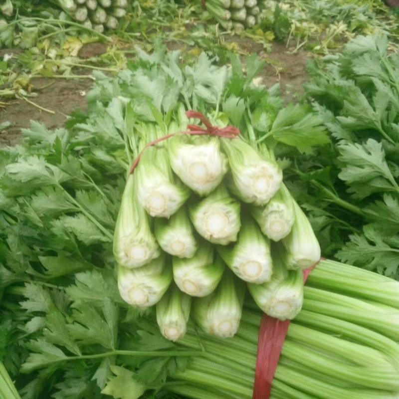 绿抗高产西芹生长旺盛植株高大整齐一致抗病性强200克