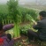 绿抗高产西芹生长旺盛植株高大整齐一致抗病性强200克