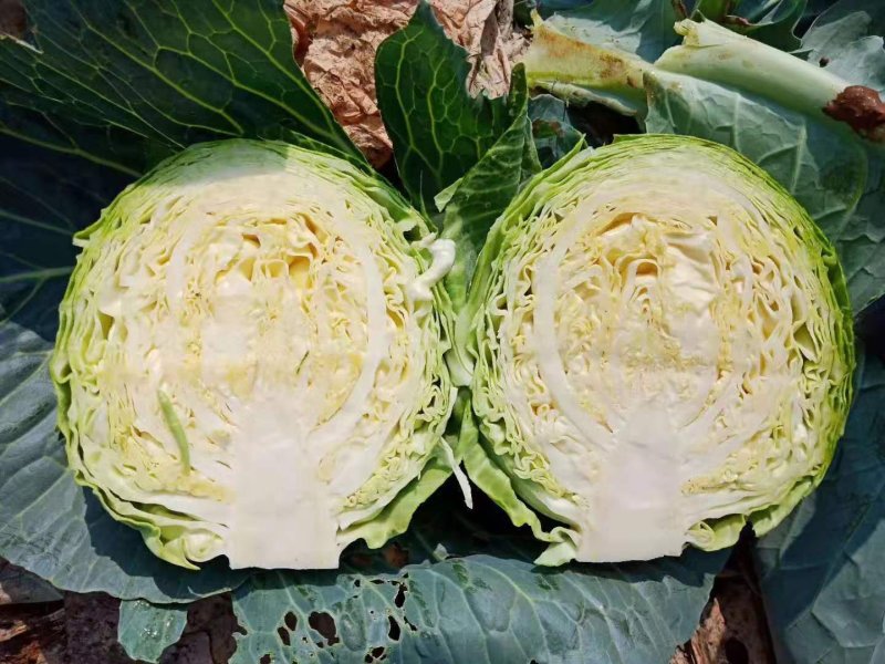 早春甘蓝美味早生甘蓝40天上市早熟甘蓝颜色绿