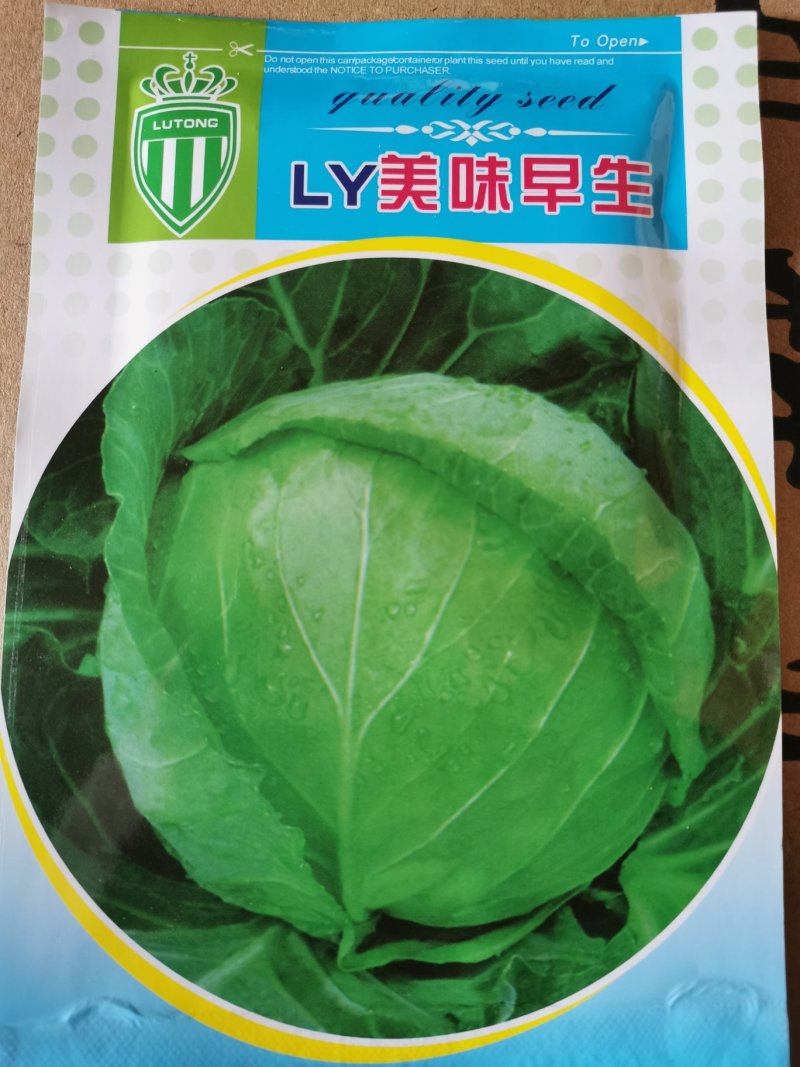 早春甘蓝美味早生甘蓝40天上市早熟甘蓝颜色绿