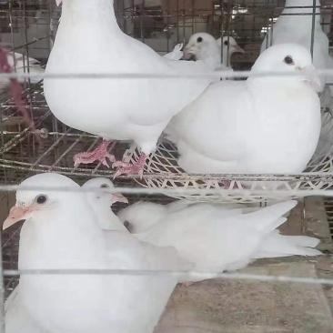 白羽王鸽