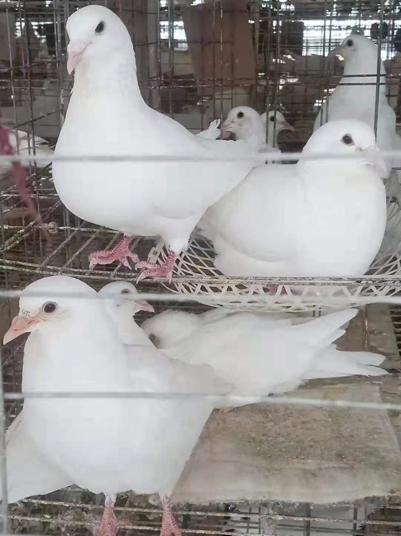 白羽王鸽