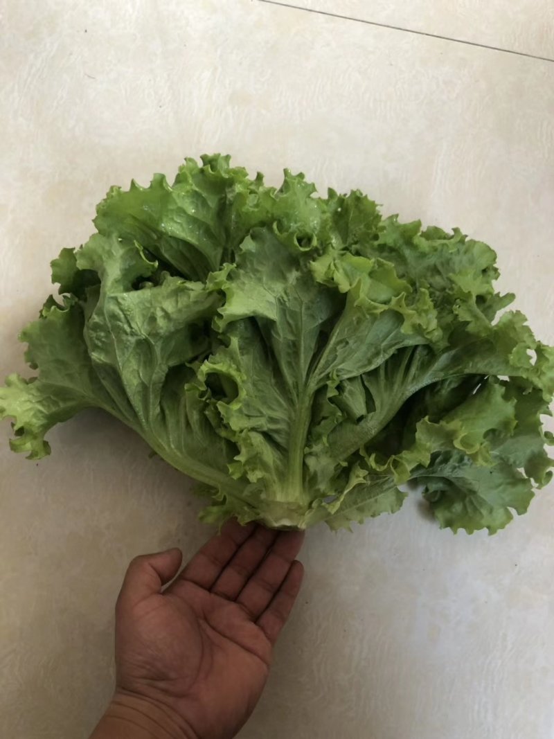 辽宁沈阳叶菜