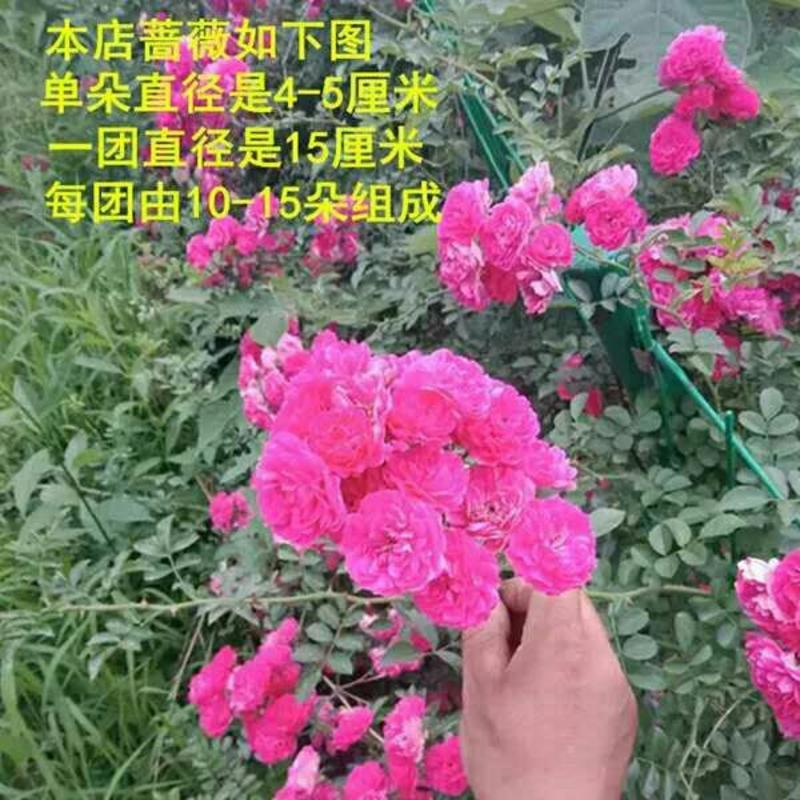 耐寒花卉爬墙蔷薇花红色庭院花卉包邮包开花