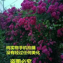 耐寒花卉爬墙蔷薇花红色庭院花卉包邮包开花