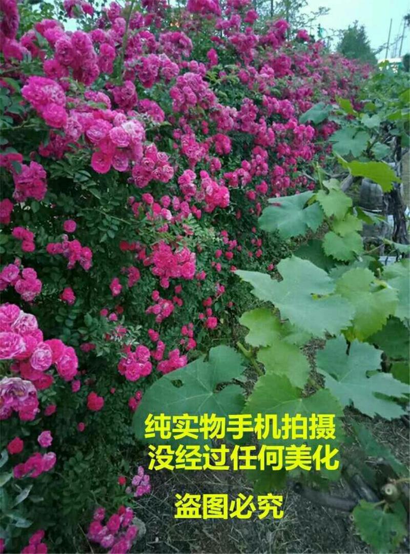 耐寒花卉爬墙蔷薇花红色庭院花卉包邮包开花