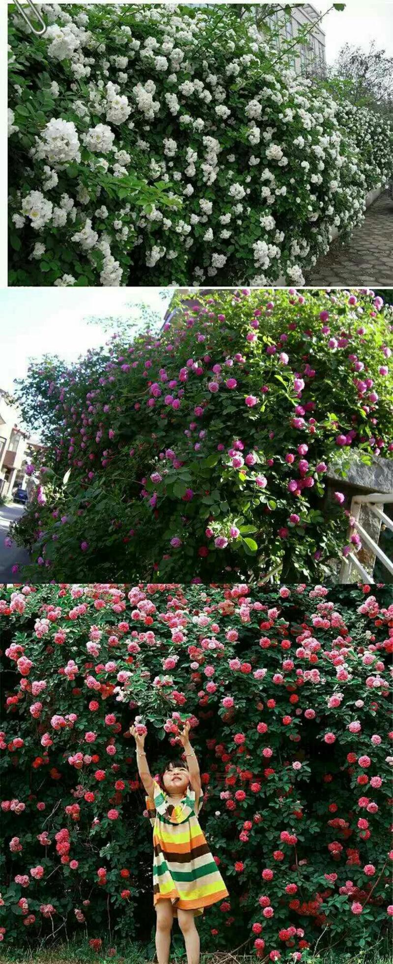 耐寒花卉爬墙蔷薇花红色庭院花卉包邮包开花