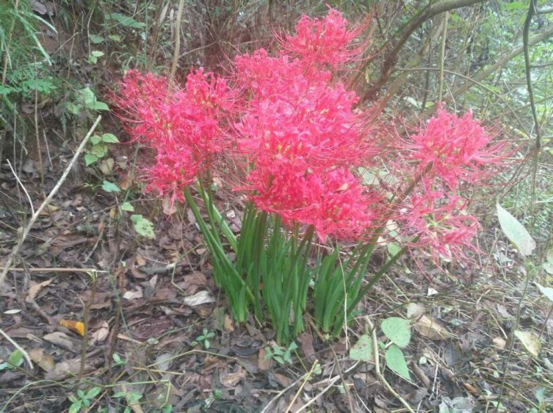 石蒜彼岸花，！！！！！！！！！！！！！！！，