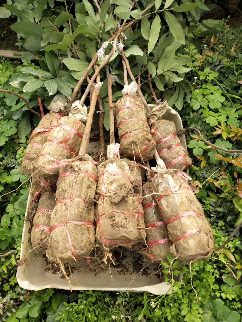 桂味荔枝苗白糖罂妃子笑荔枝苗六月红荔枝苗基地现货