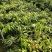 桂味荔枝苗白糖罂妃子笑荔枝苗六月红荔枝苗基地现货
