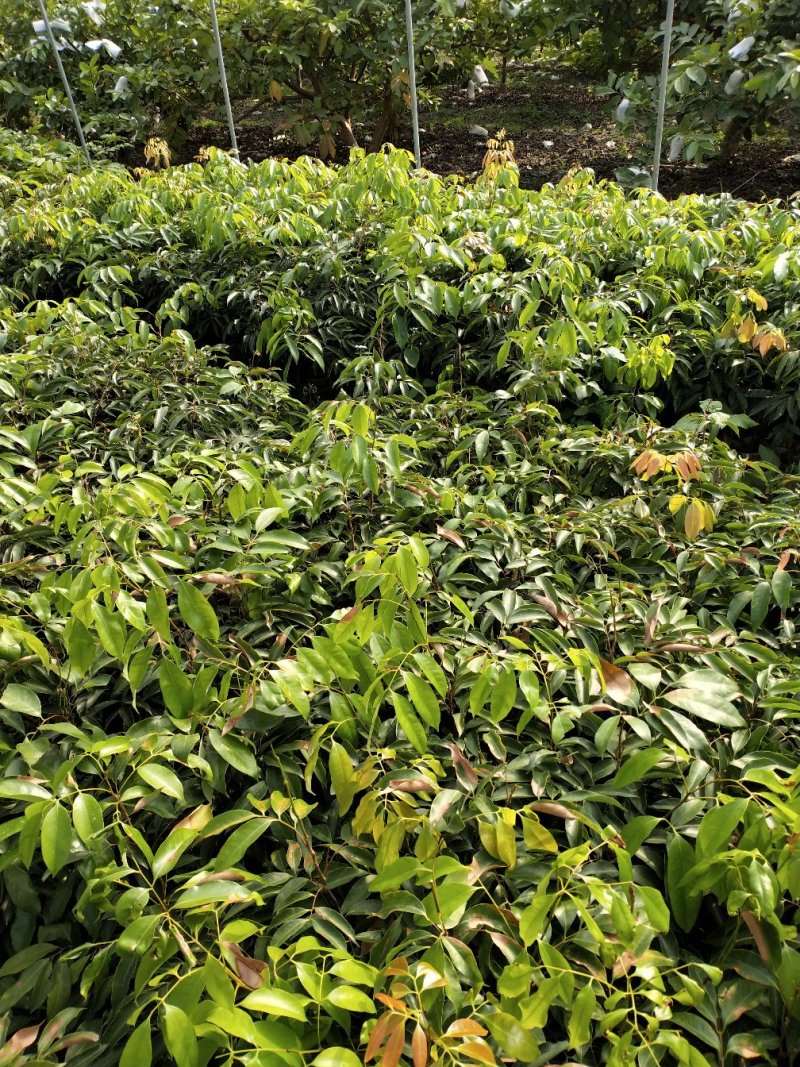 桂味荔枝苗白糖罂妃子笑荔枝苗六月红荔枝苗基地现货