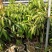 桂味荔枝苗白糖罂妃子笑荔枝苗六月红荔枝苗基地现货