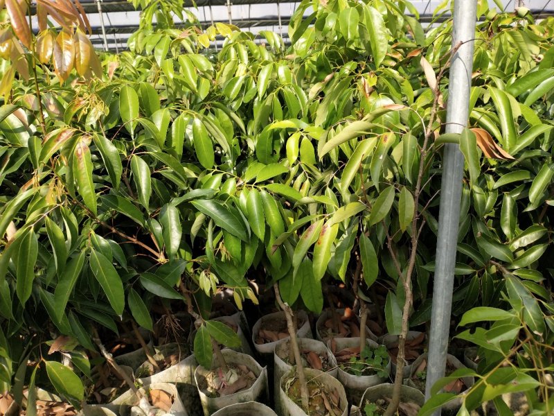 桂味荔枝苗白糖罂妃子笑荔枝苗六月红荔枝苗基地现货