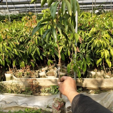 桂味荔枝苗白糖罂妃子笑荔枝苗六月红荔枝苗基地现货