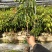 桂味荔枝苗白糖罂妃子笑荔枝苗六月红荔枝苗基地现货