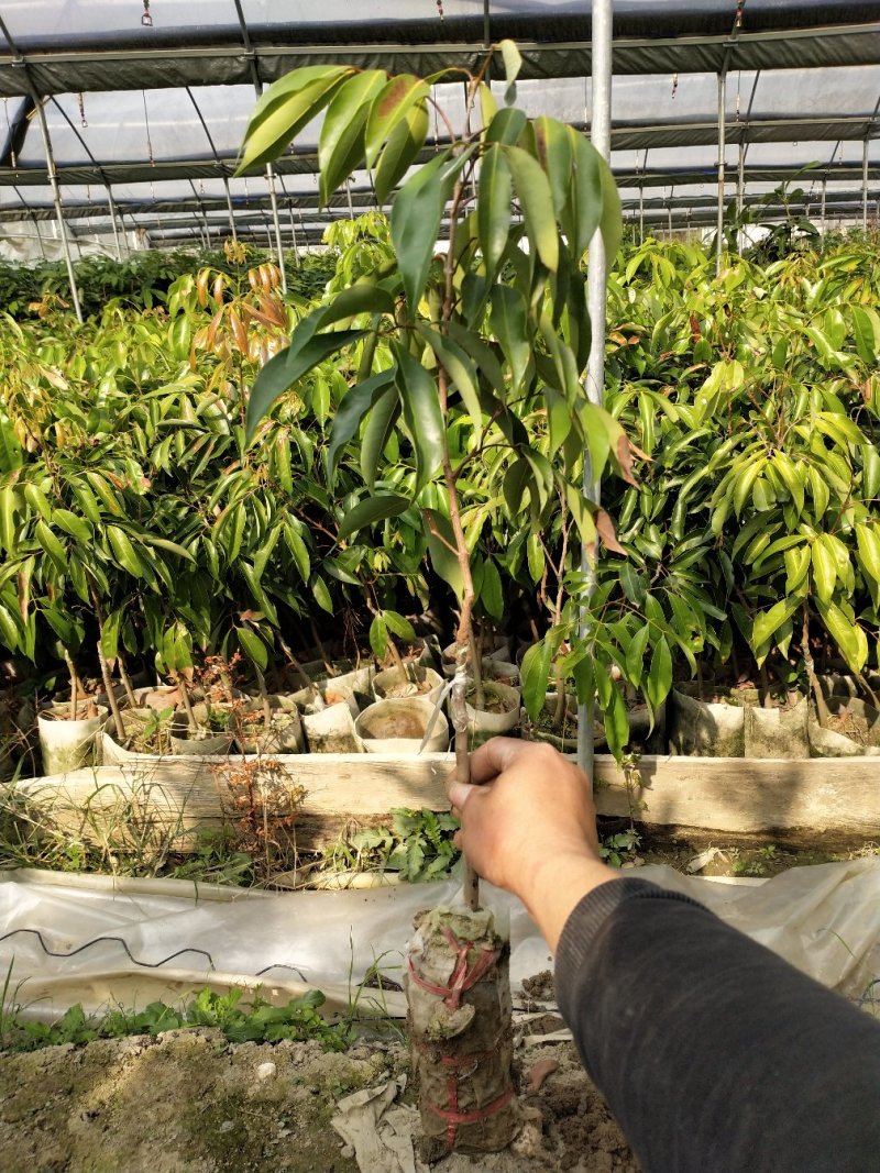 桂味荔枝苗白糖罂妃子笑荔枝苗六月红荔枝苗基地现货