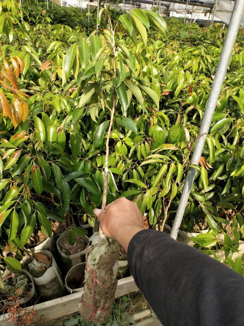 桂味荔枝苗白糖罂妃子笑荔枝苗六月红荔枝苗基地现货