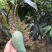 金煌芒果苗大青芒果桂七芒基地现货品种包正十棵起包邮