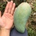 金煌芒果苗大青芒果桂七芒基地现货品种包正十棵起包邮