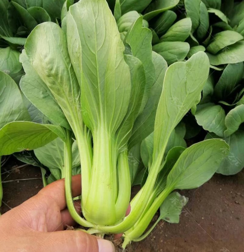 青梗菜种子，耐寒冬青王，丰邦嫩翠，冬美冠种子