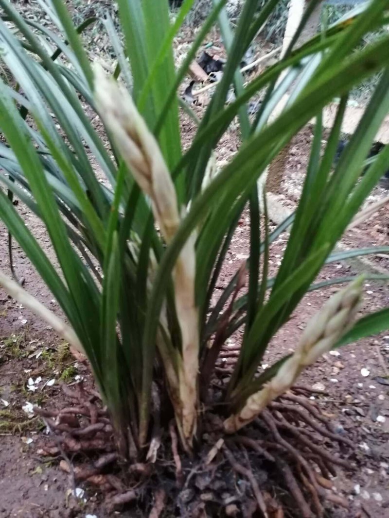 高品质兰花，湖北随州名品蕙兰，春兰，花浓香