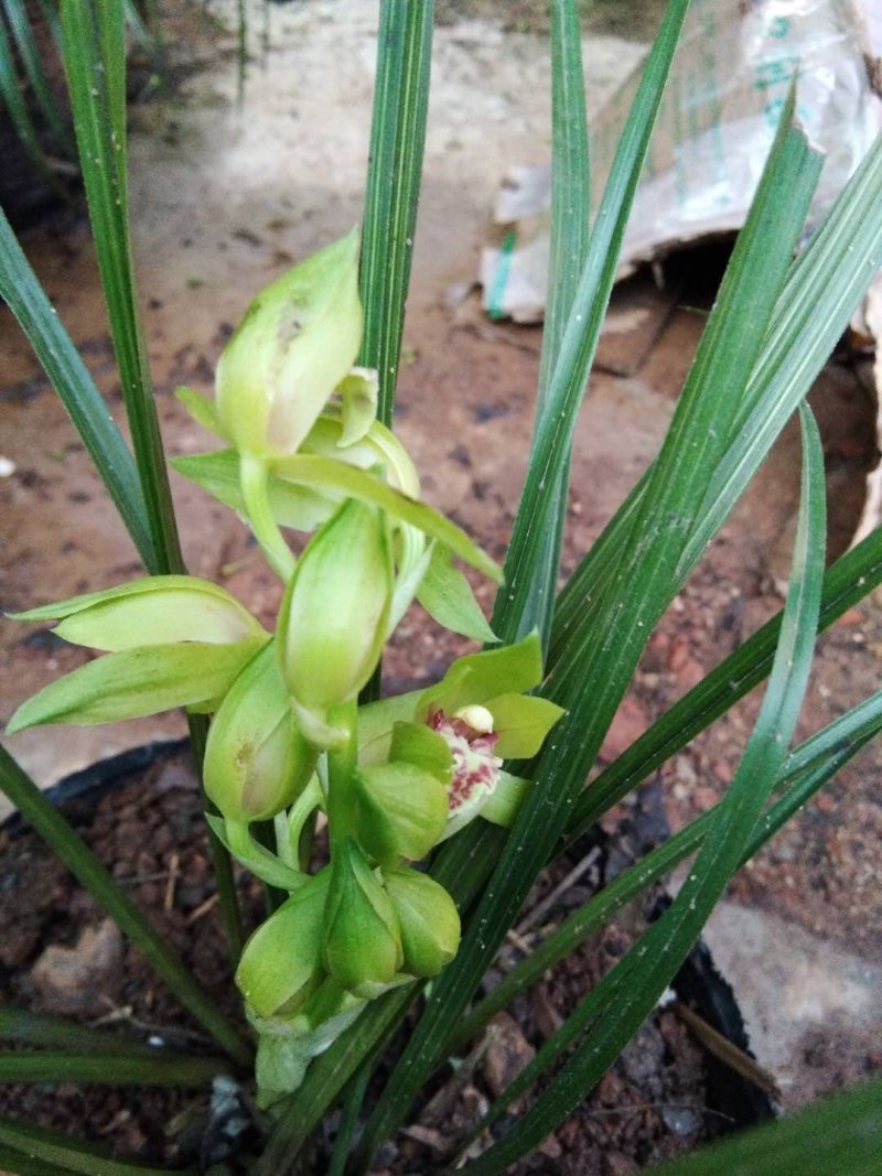 高品质兰花，湖北随州名品蕙兰，春兰，花浓香