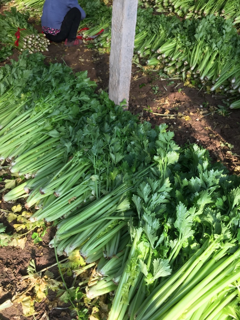 温室大棚芹菜走货中色泽鲜嫩，物美价廉欢迎新老客户订购