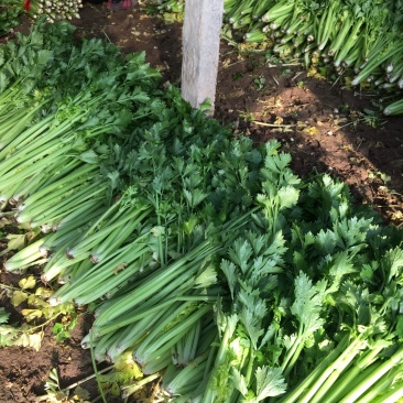 温室大棚芹菜走货中色泽鲜嫩，物美价廉欢迎新老客户订购