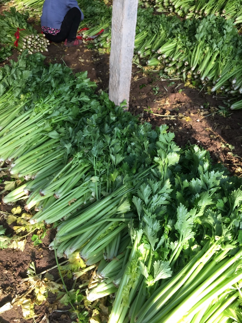 温室大棚芹菜走货中色泽鲜嫩，物美价廉欢迎新老客户订购