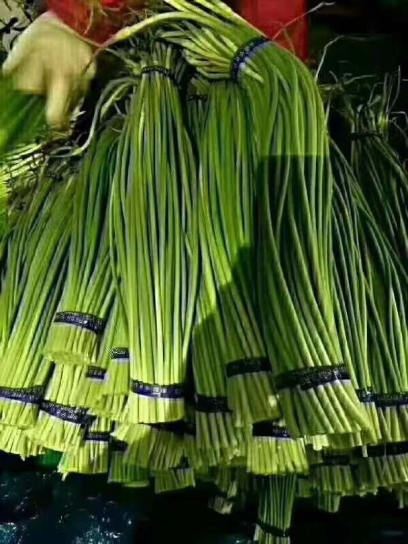 蒜薹冷库蒜薹大量出售质量好货源很多质量保证没问题