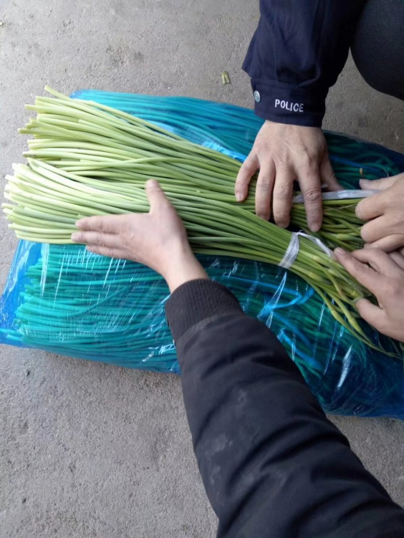 蒜薹冷库蒜薹大量出售质量好货源很多质量保证没问题