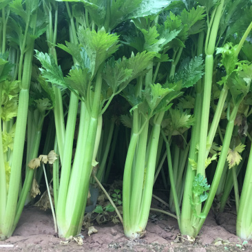 温室大棚芹菜走货中物美价廉，欢迎新老客户订购