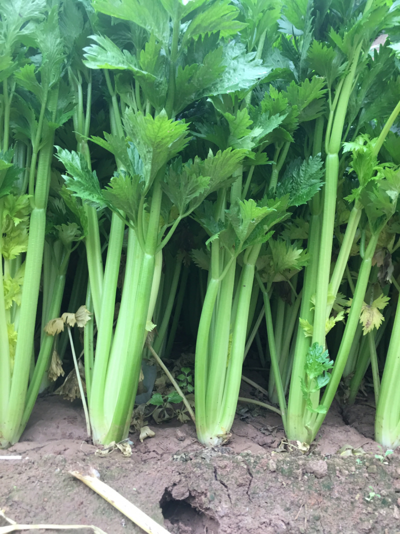 温室大棚芹菜走货中物美价廉，欢迎新老客户订购